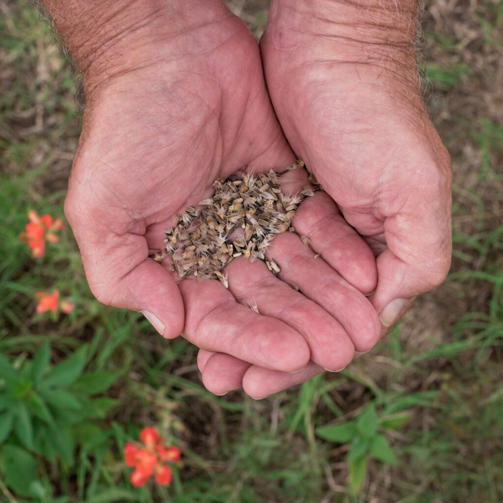 Seeds for Texas Prairies