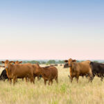 Cows in a pasture