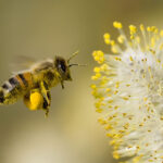 Texas Honey Bee