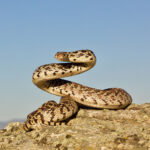 Bull Snake, a subspecies of the Gopher Snake