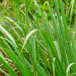 Eastern gamagrass (Tripsacum dactyloides)