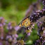 Monarch butteryfly