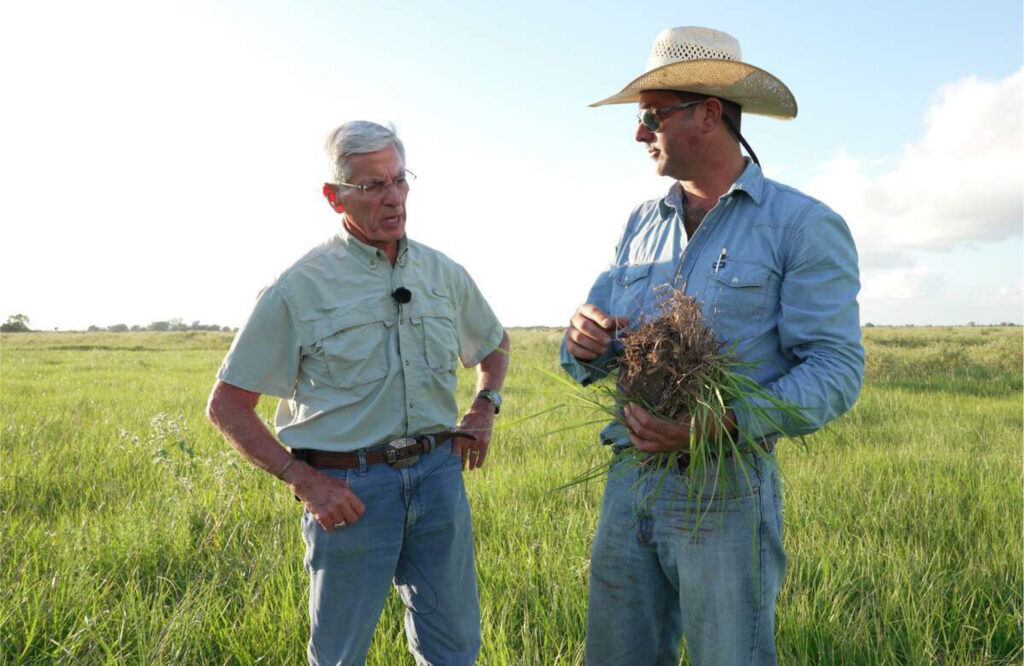 Sneary-Cattle-regenerative-grazing