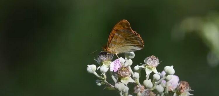 Rewilding in the UK