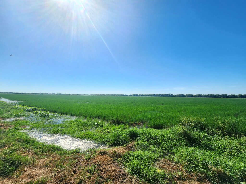 Texas Rice Festival 2023 WHF