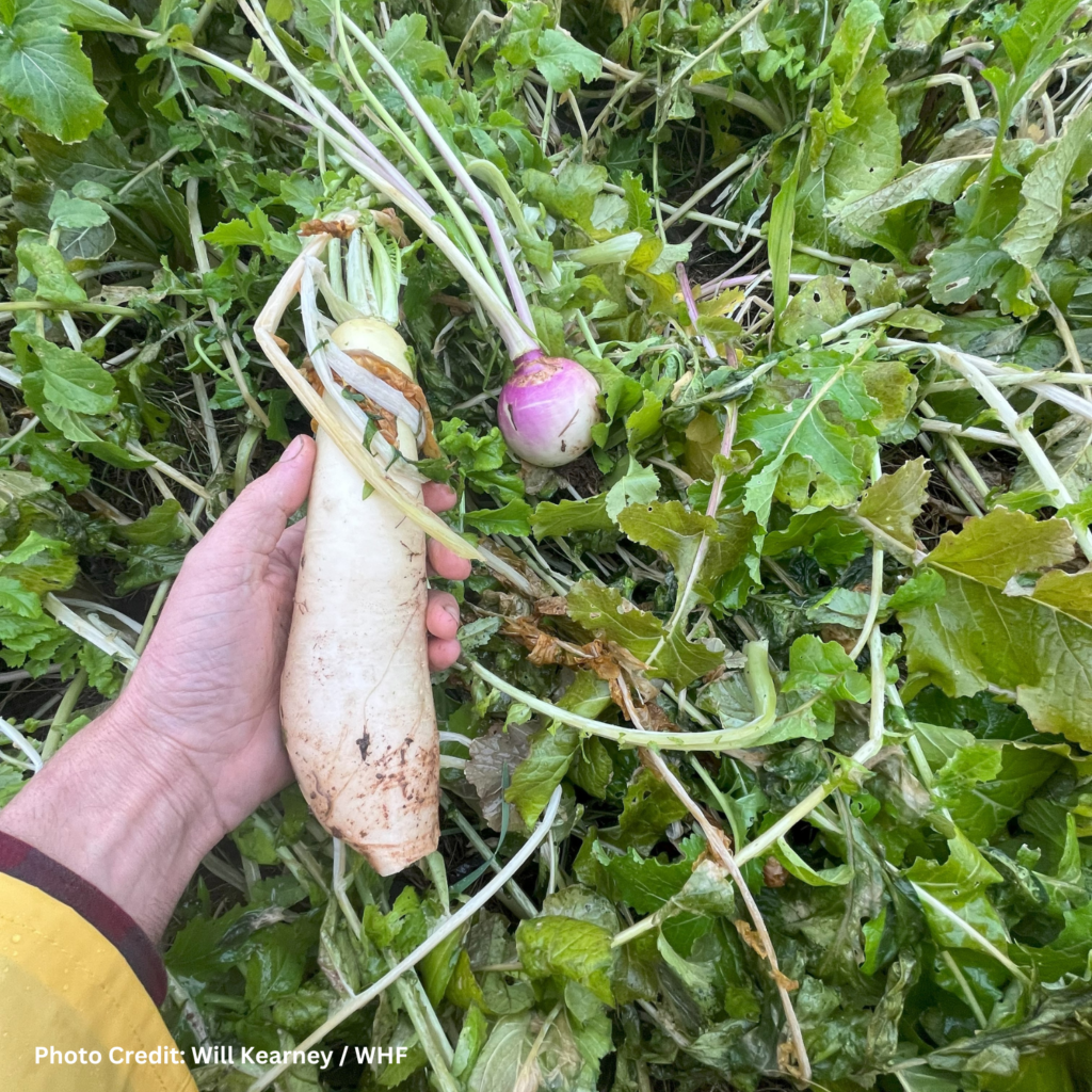 cover crop radishes