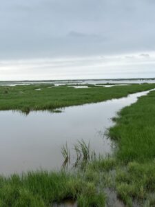 Coastal Marshlands