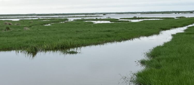 Coastal Marshlands