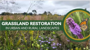 Grassland Restoration in Urban and Rural Landscapes