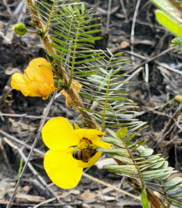 Western honey bee