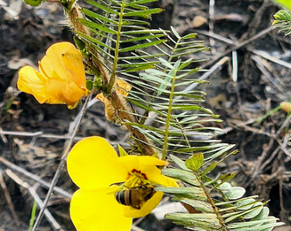 Western honey bee