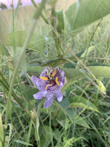 Purple Passionflower