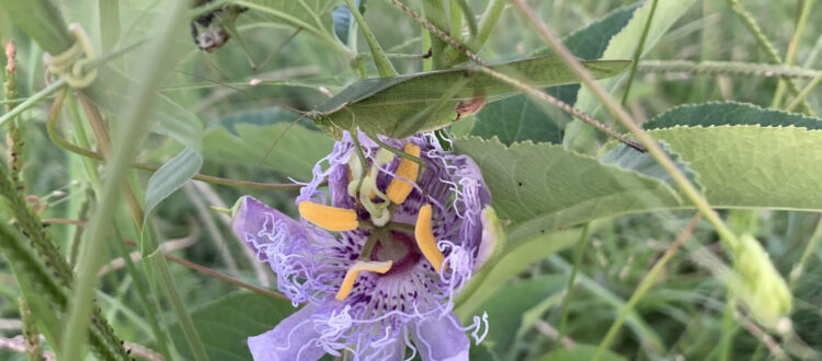 Purple Passionflower