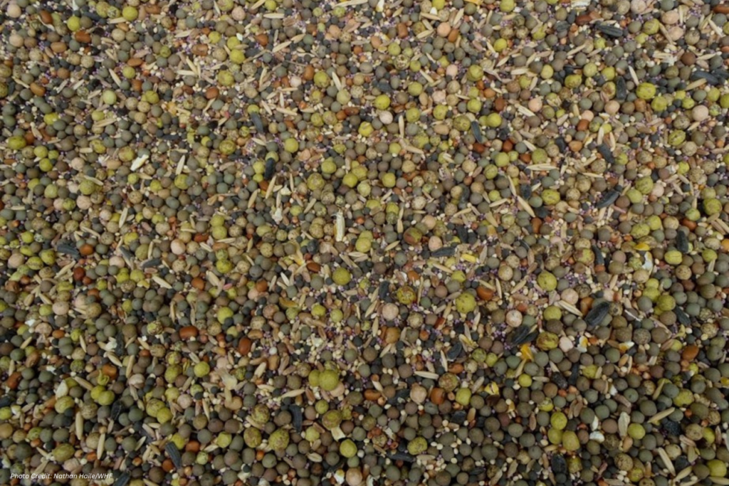 Seed Mixture: A Flexible Crop for Wildlife and Soil - WHF