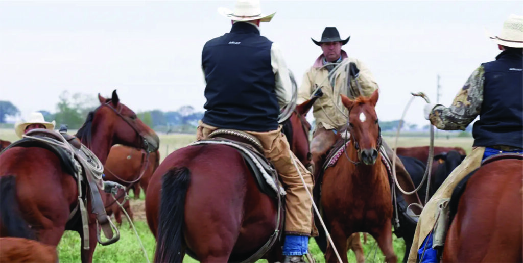 Houston Chronicle: Regenerative grazing is helping Texas ranchers