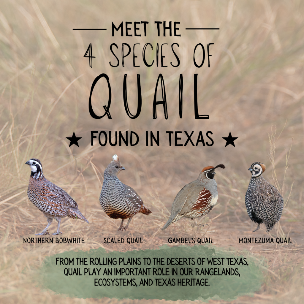 Texas Quail Species