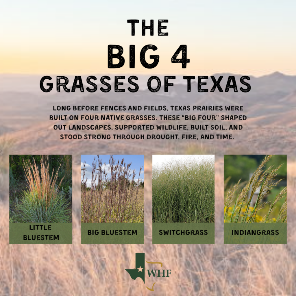 Big Four Grasses of Texas