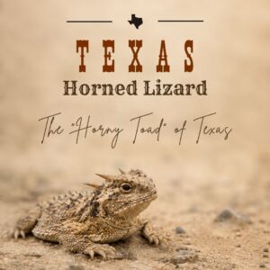 Texas Horned Toad