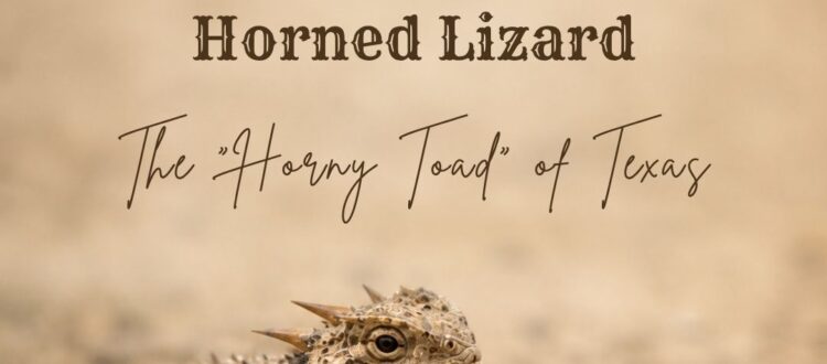 Texas Horned Toad