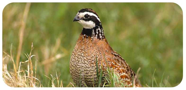Native plants & wildlife