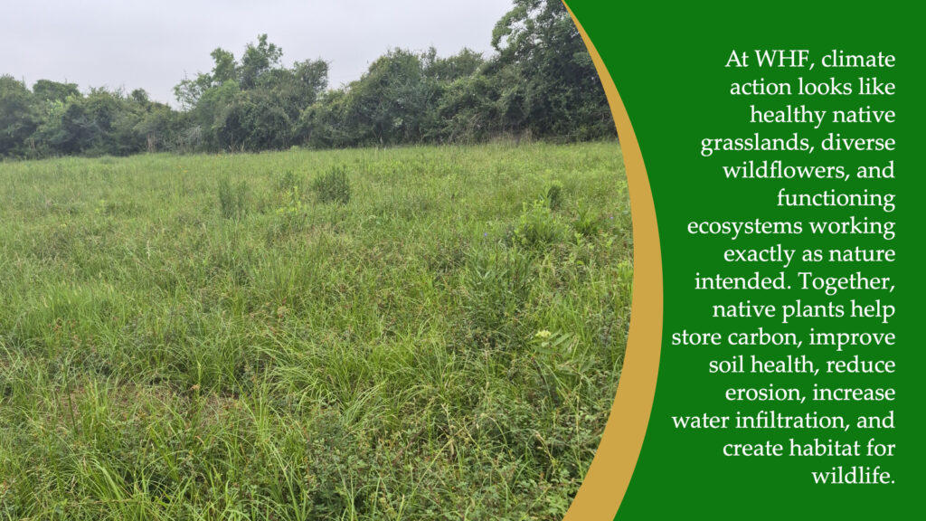 Native Plants and Their Role in Climate Action