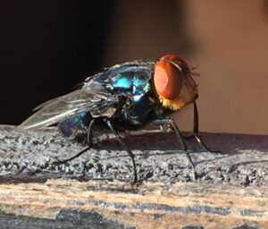 new-world- screwworm-fly