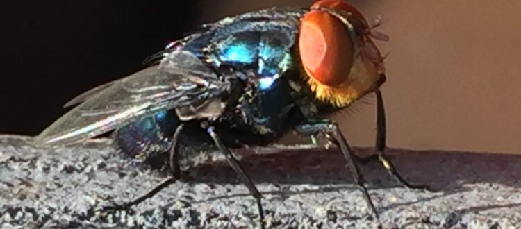 new-world- screwworm-fly