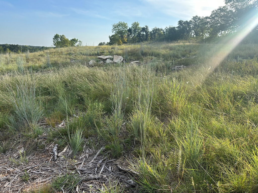 Mulching – is it worth the money?